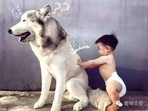 小孩哥与他的狗狗，一场欢乐的作业撕纸大战